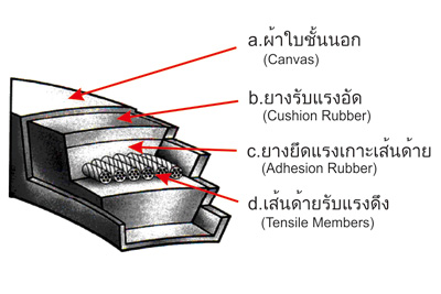 Trasmission Belt Structure